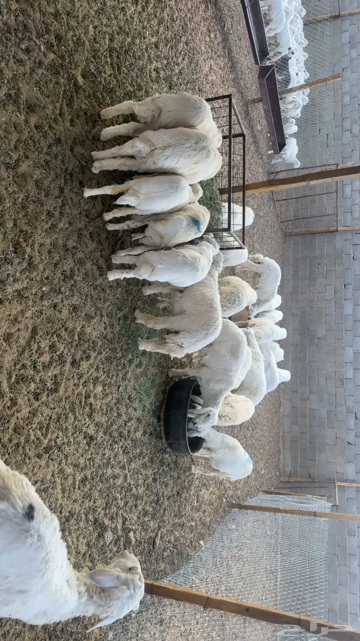 هرافا للبيع 4