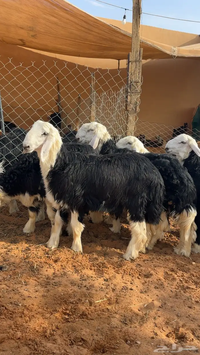 طليان ذبايح فاخرة 1