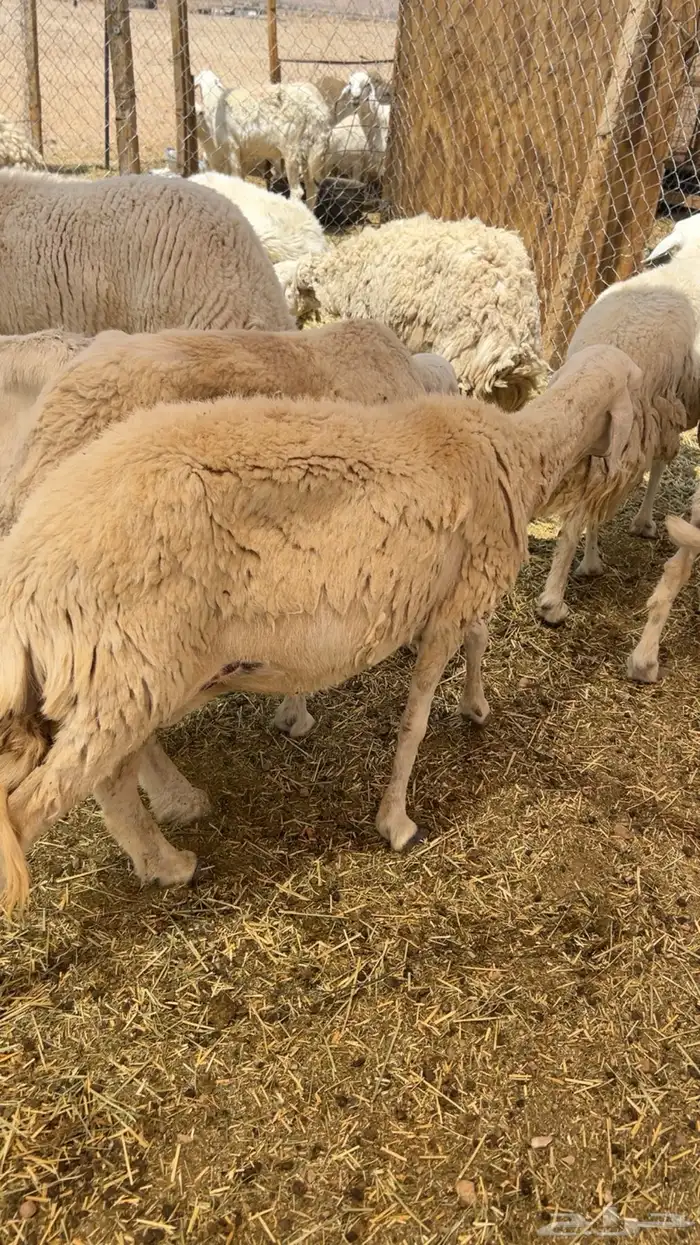 حريات و3 رفيد 2