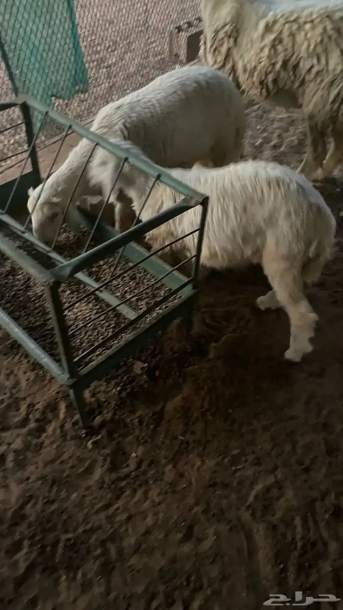 طليان حريه 2