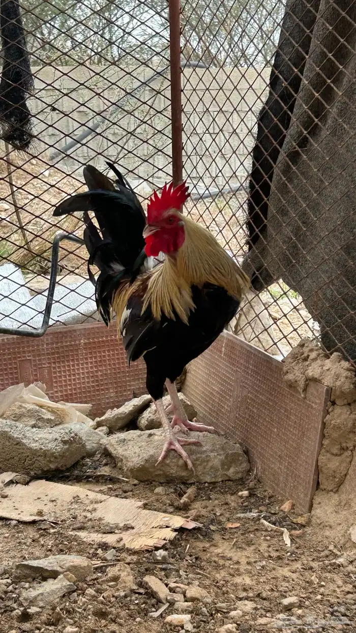 ديك بلدي اصيل نادر 1