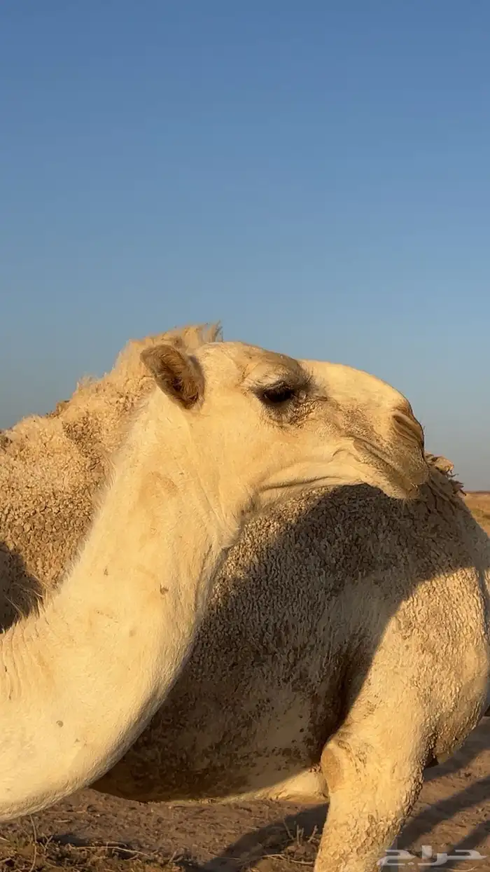 قعود باتلي عمره 6 شهور ابوه فحل طيب ومنتج 7