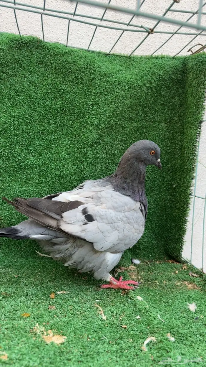 حمام فرش 5