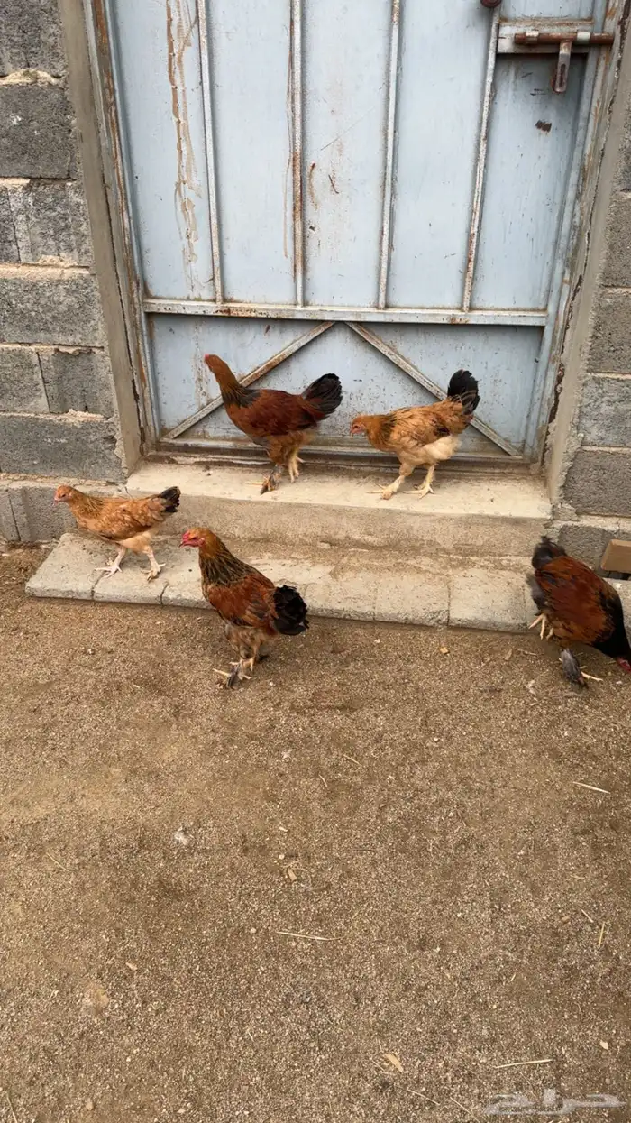 دجاج 3