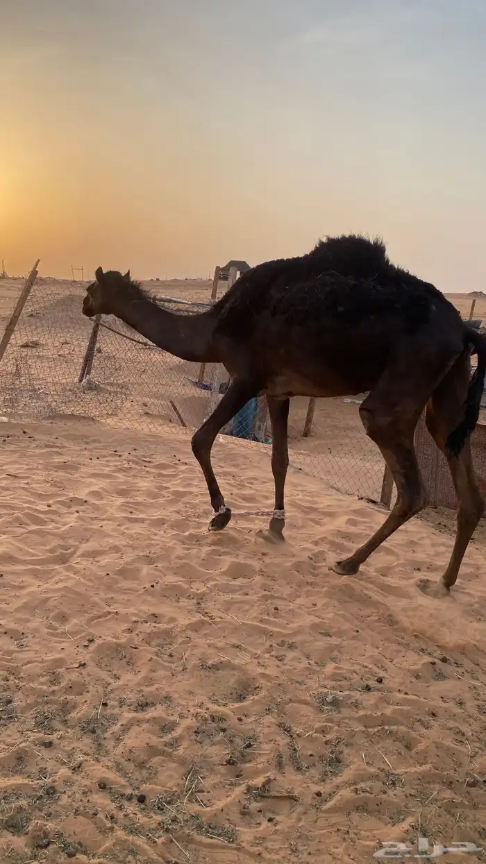 ثنتين بكار لقايا وناقه مجهم 3