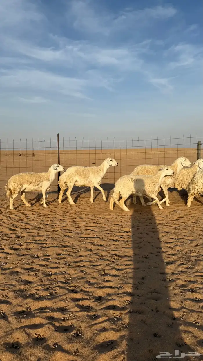 رخال حريات دفيع حرش صنف فاخر 12