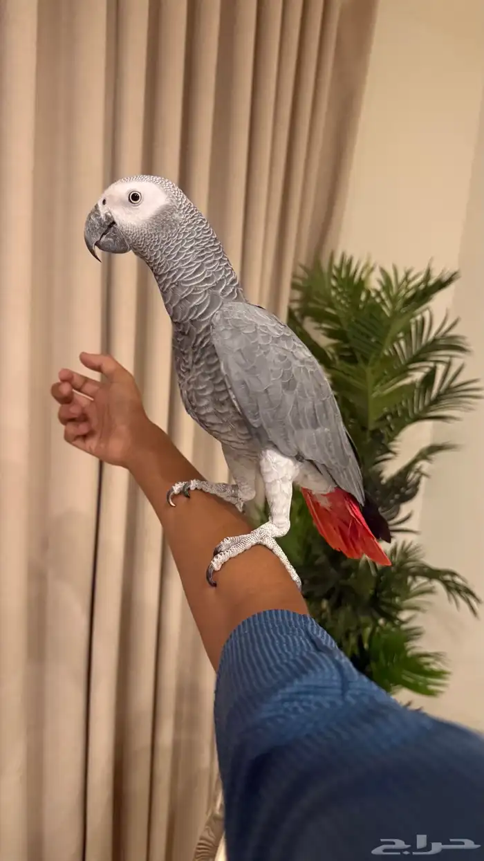 ببغاء كاسكو اليف ومتكلم 2