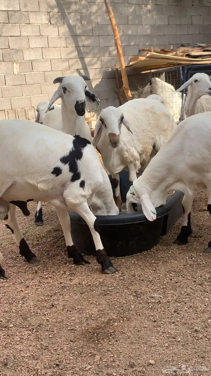 سواكن. تم البيع 1