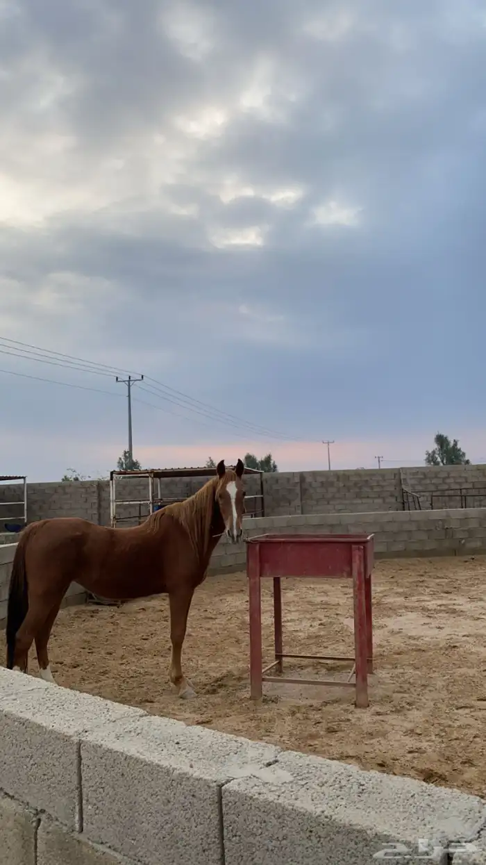 فرس عربيه 2