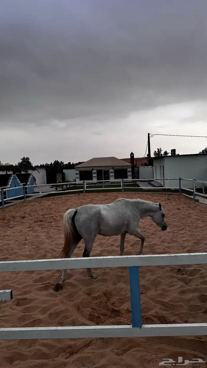 تاجير غرف خيل  اسطبل يومي ركوب خيل  تدريب خيل تدريب ركوب 11