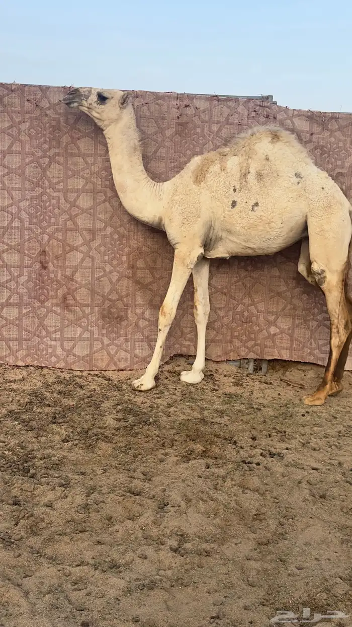 وضحى بكره حواره تنفرد عون ولون 3