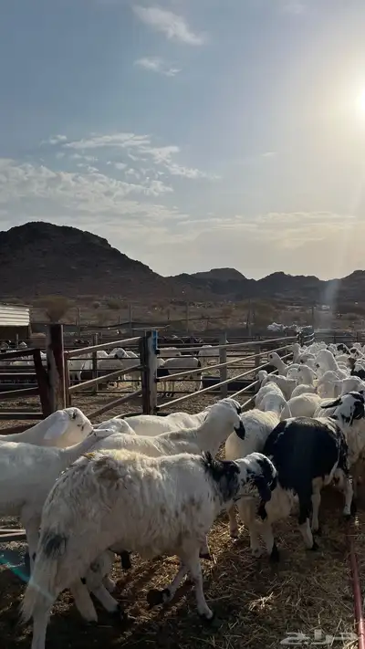 طليان سواكن شبيه الحري دمازين index