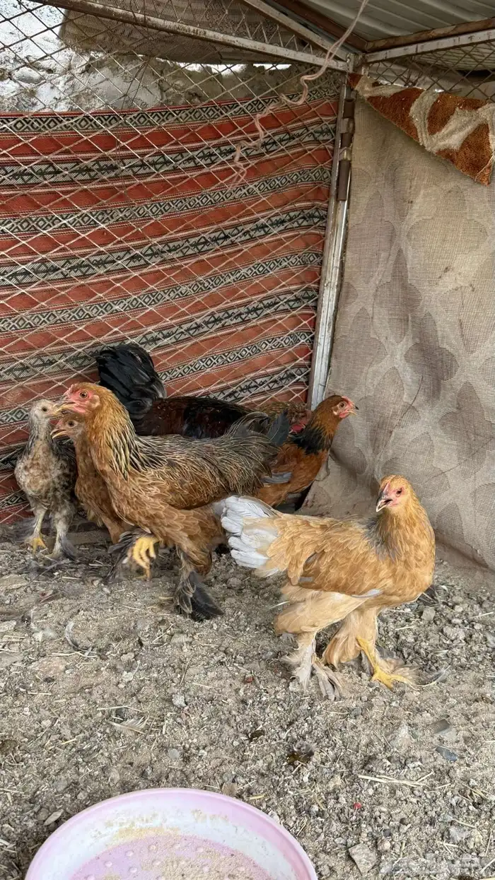 دجاج براهما 1