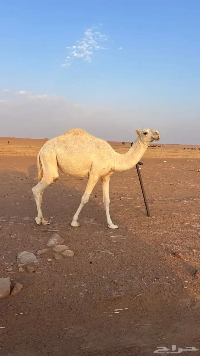 للبيع ناقه وحاشي 4