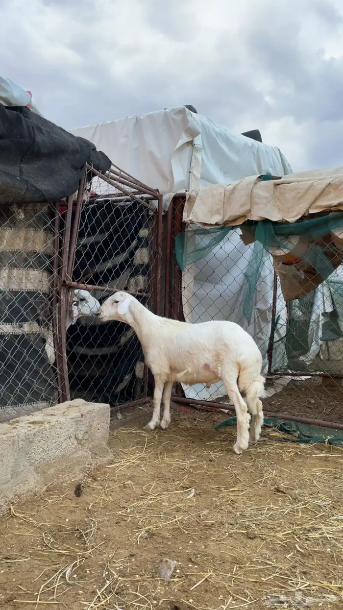 خروف كفو للبيع العمر 4 شهور الموقع الفرعين 0