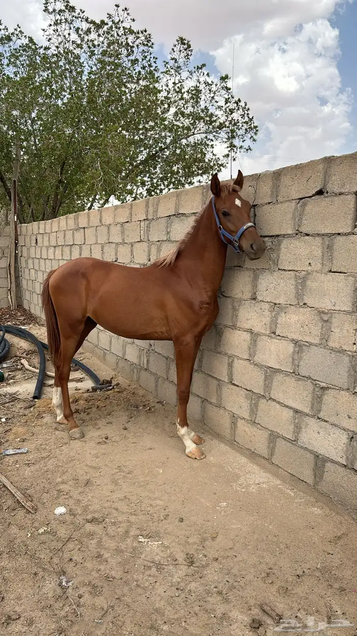 خيل شعبي 0