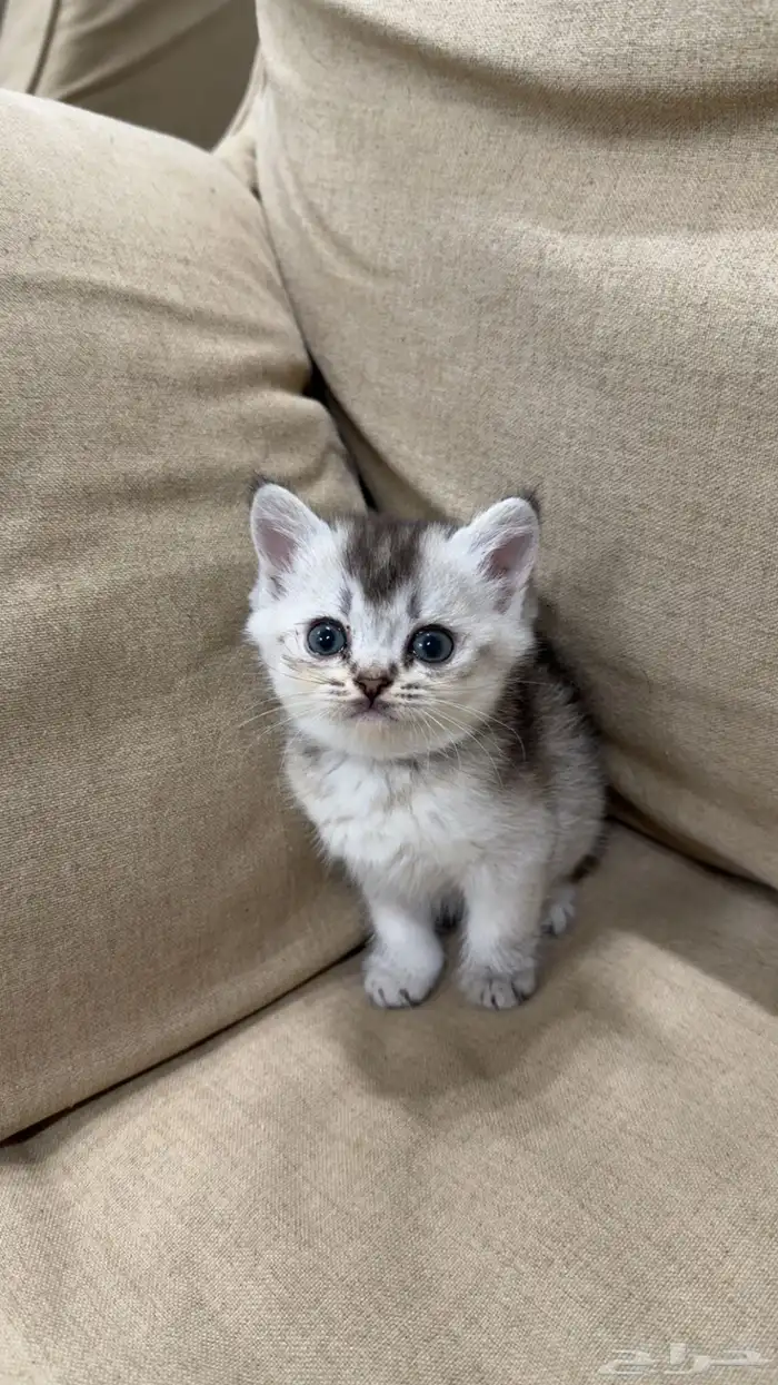 قطط 0