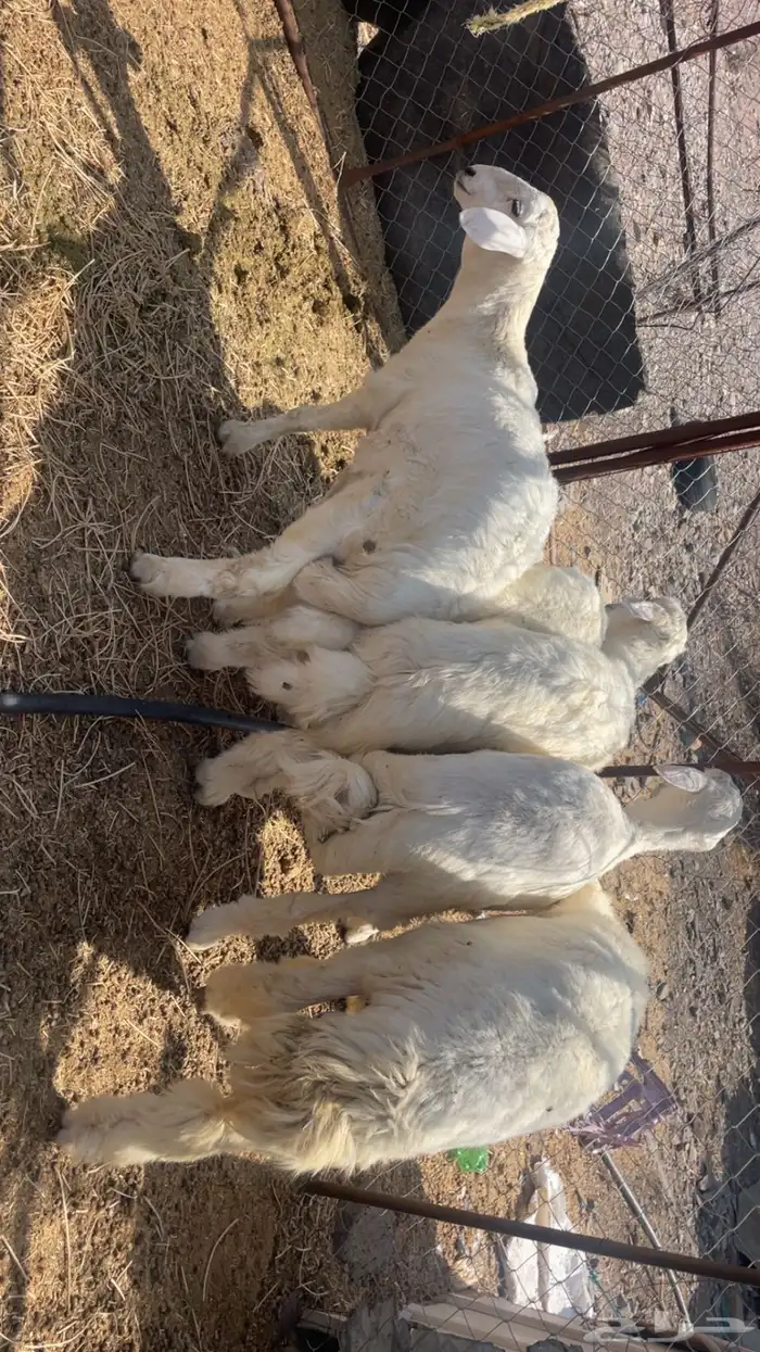 طليان ذبايح 0