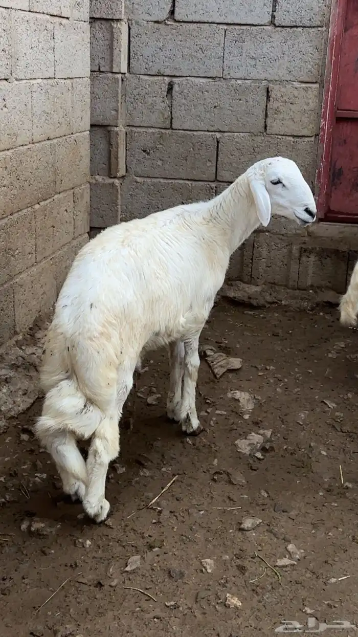 خرفان للبيع 2