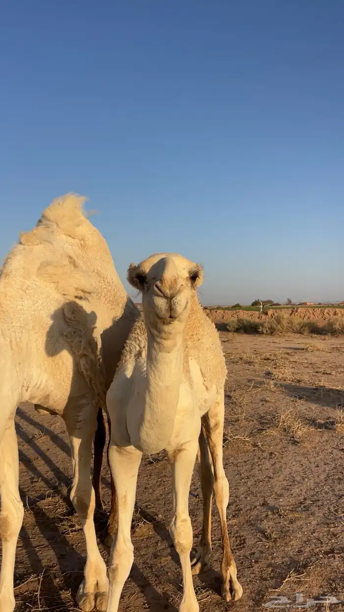 قعود باتلي عمره 6 شهور ابوه فحل طيب ومنتج 4