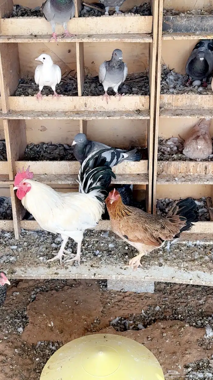 حمام زاجل منتج مع ديك ودجاج بلدي بياض 3