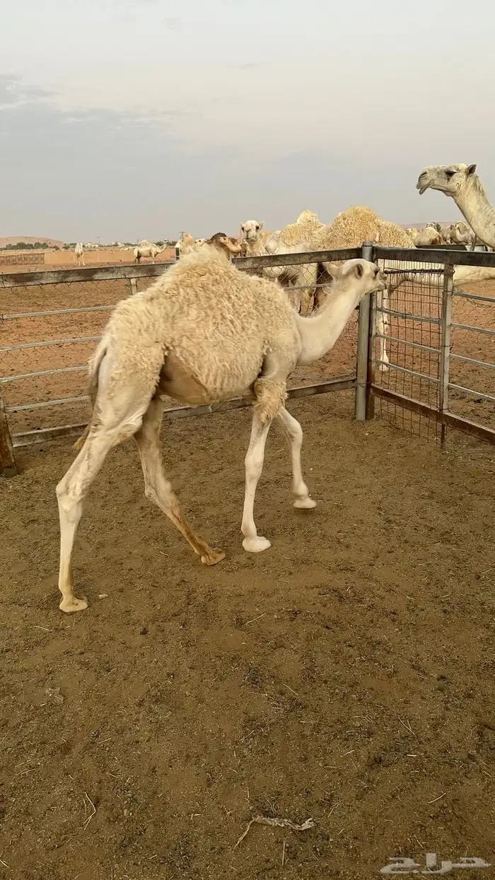 خفوت مجهم وقعود أوضح 1
