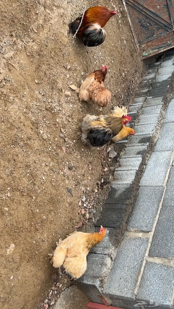 ديكين و3 دجاج كوشن قزم نظيف ودم صافي 2