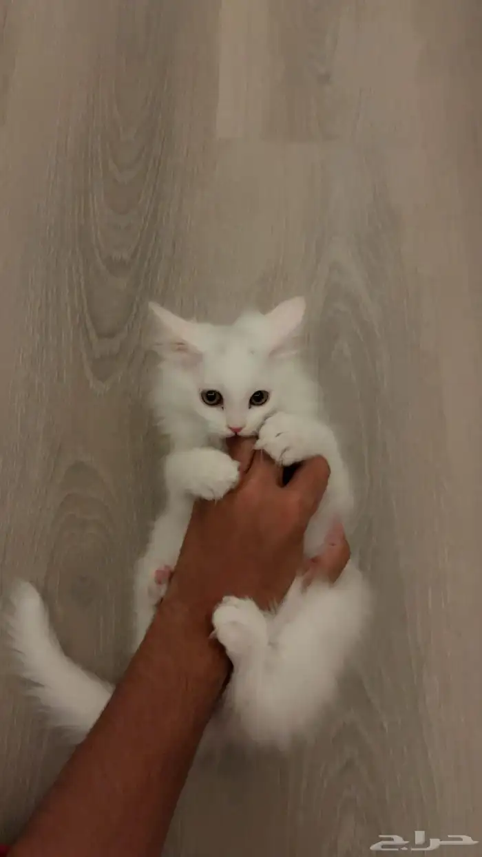 قطو شيرازي في ابها للتبني 1