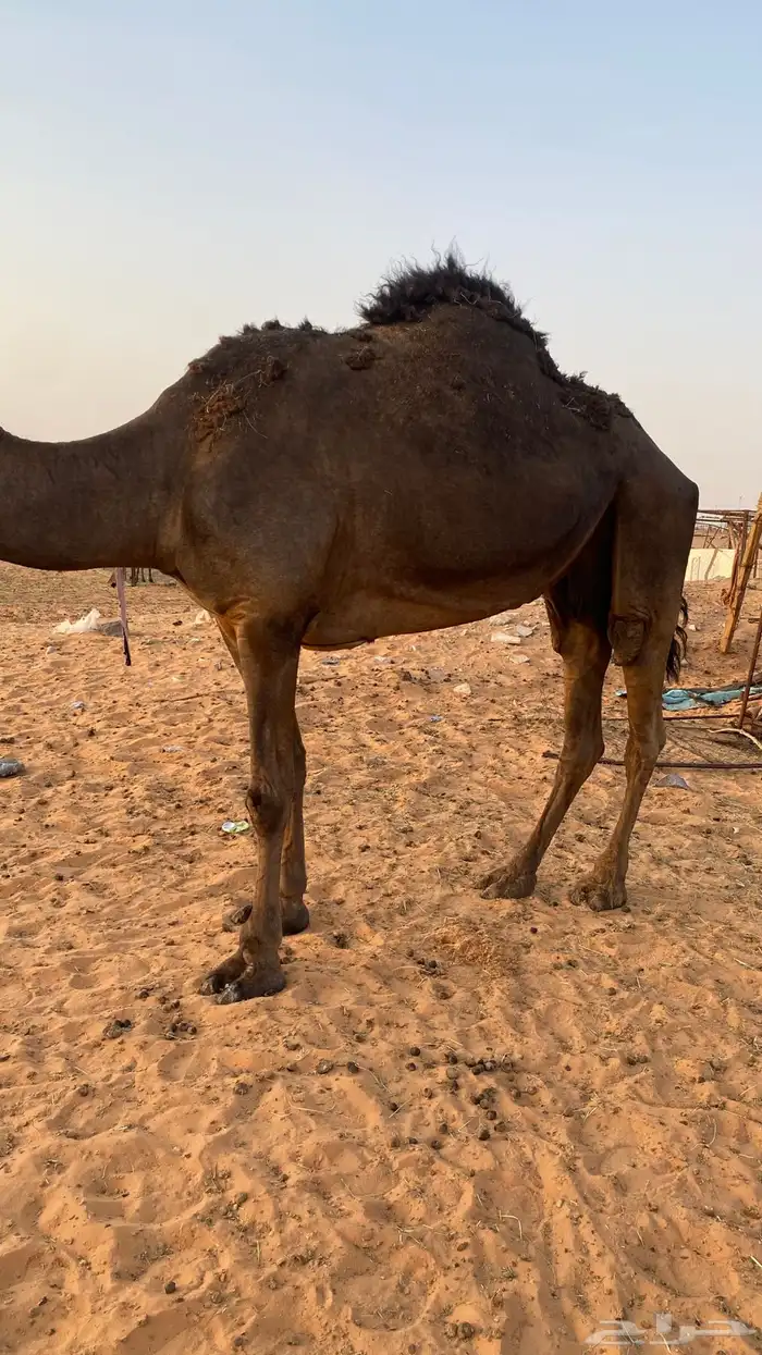 ثنتين بكار لقايا وناقه مجهم 5