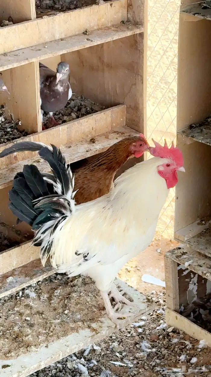 حمام زاجل منتج مع ديك ودجاج بلدي بياض 4
