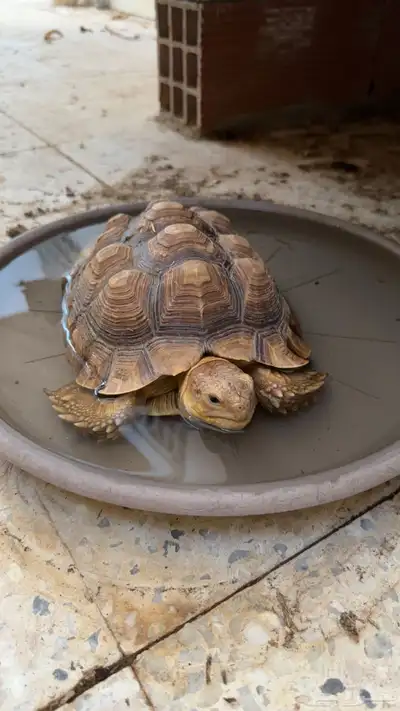 سلاحف سولكاتا index