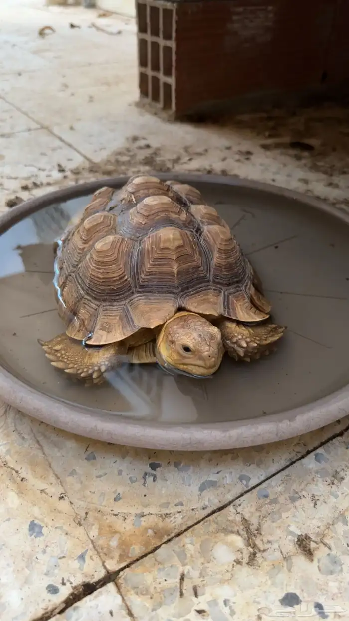 سلاحف سولكاتا 2