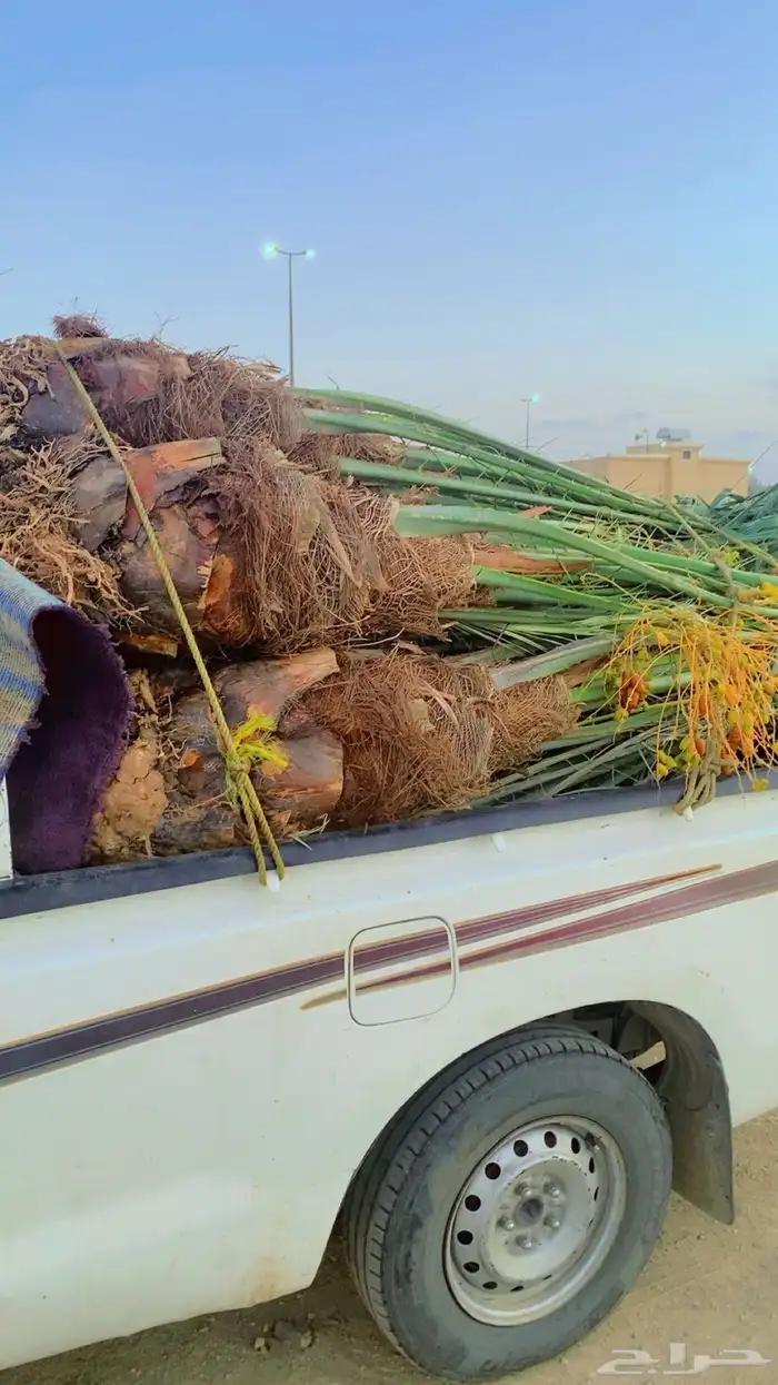 نخل اخلاص مثمر البيع متوجد في عفيف 18 حبه 0