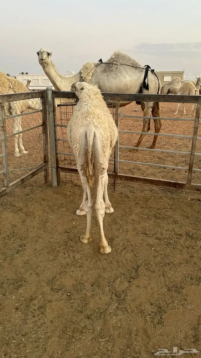 خفوت مجهم وقعود أوضح 3