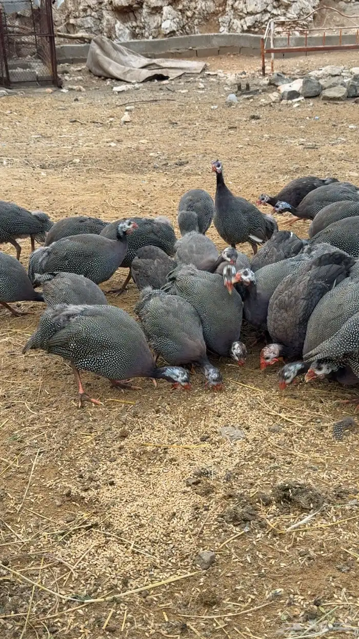 دجاج حبشي 1