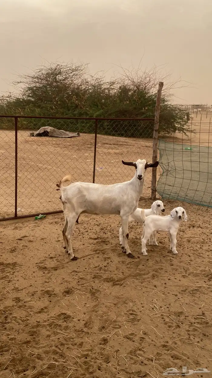 ثنتين معزا 3