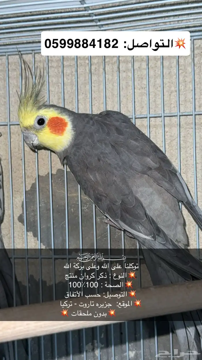 طيور كروان ازوج منتجين وحبات وطيور روز حبات 0