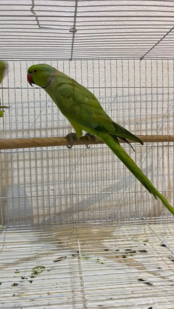 ببغاء الدره 2