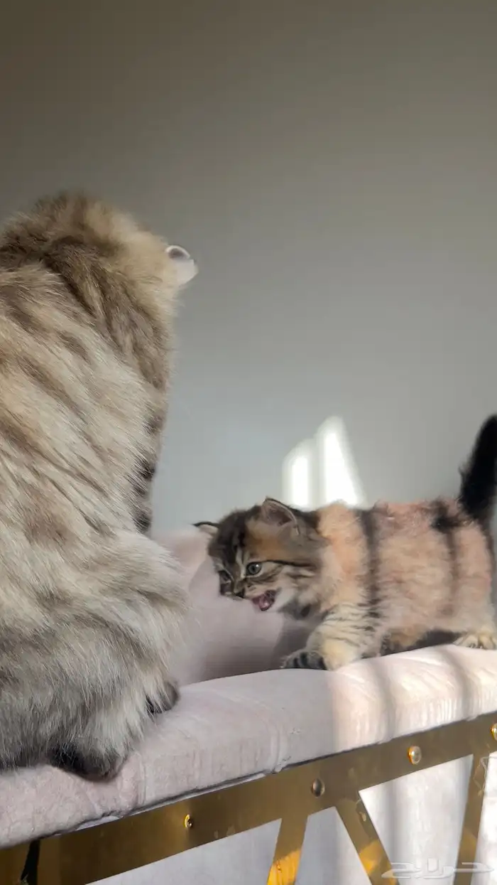 قطه 3