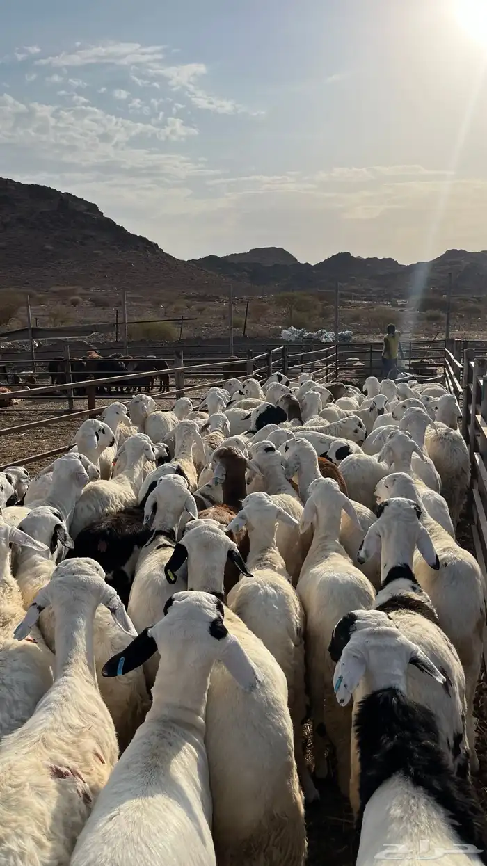 طليان سواكن شبيه الحري دمازين 17