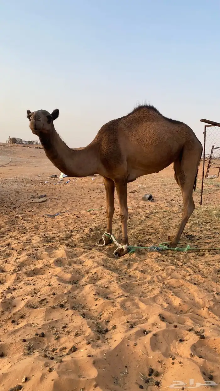ثنتين بكار لقايا وناقه مجهم 0