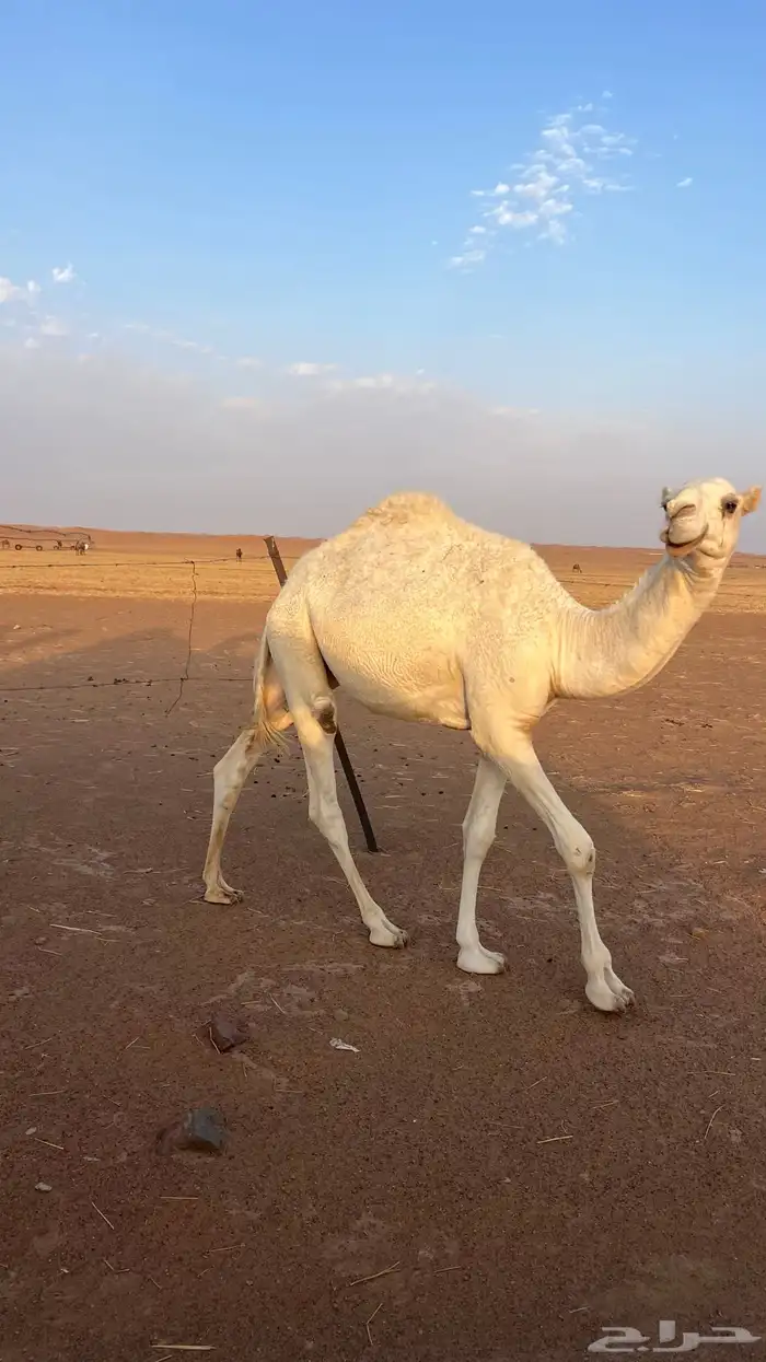 للبيع ناقه وحاشي 3