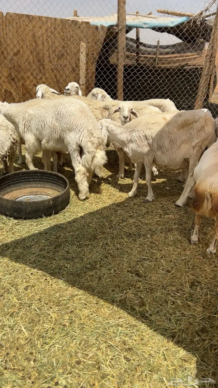 حريات و3 رفيد 0