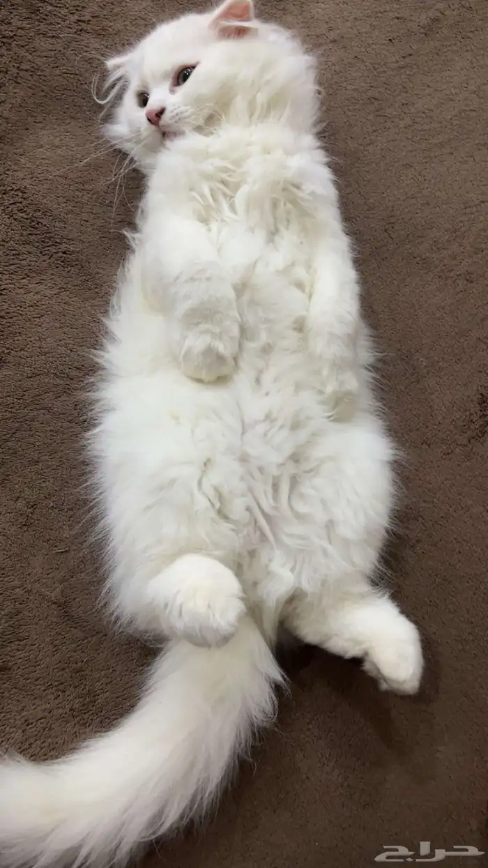 قطط 4