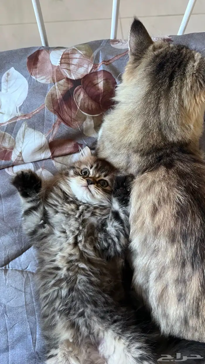 قطه 0