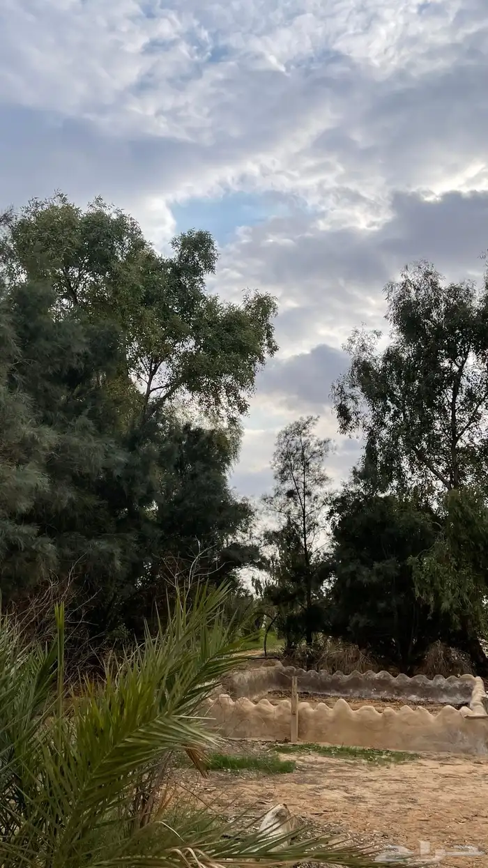 مزرعه غرب رفحاء 1