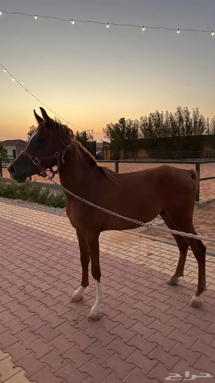 مهر واهو للبيع 3