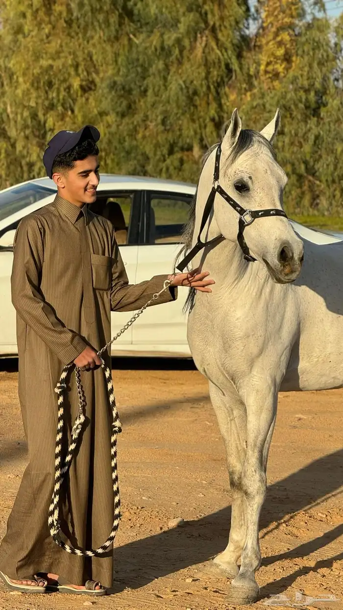 حصان للبيع 3