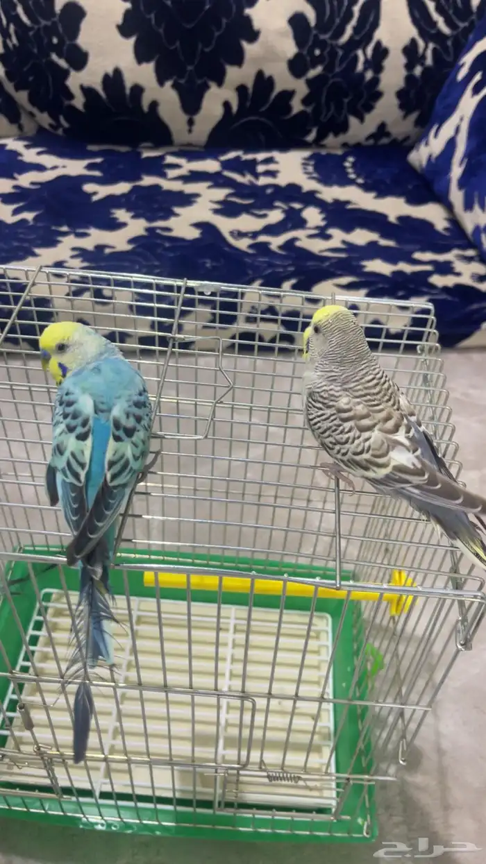 بادجي اليف للبيع بكامل ملحقاته 0