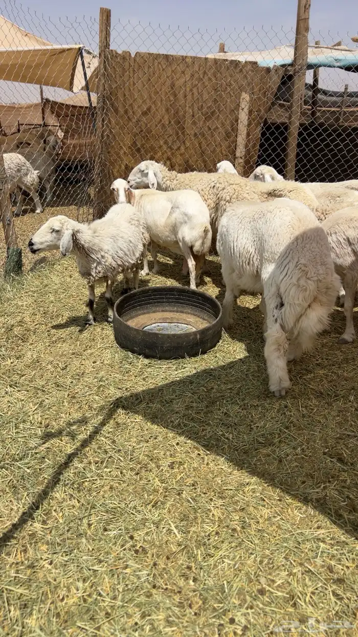 حريات و3 رفيد 1